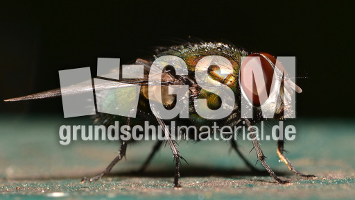 Schmeißfliege (13).jpg